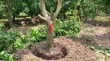 Giao lưu lô xoài cát hòa Lộc giá rẻ. Liên hệ Zalo #0988166558