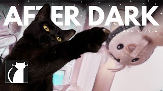 The Cattery AFTER DARK! Apr 9 | Josie co-host by The Cattery Cat Shelter 87 views 12 days ago 1 hour, 9 minutes