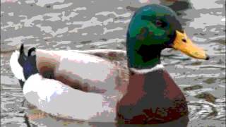 Duck Eats Firework And Explodes !!