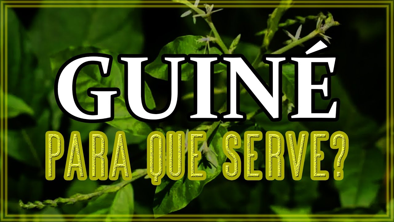 Para que serve o banho de Guiné? Tudo sobre essa planta mística! - YouTube