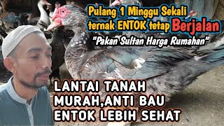 Trick Lantai Tanah Anti Bau U0026 Spesialis Pakan Mewah Murah Ide Usaha Kreatif Sukses entok