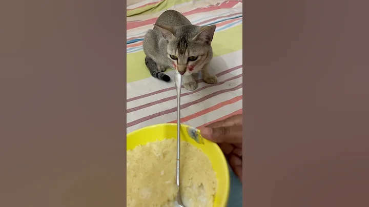 Watch the video about Sleeping kitty🐈‍⬛cats#trending #viralvideo #cat #shorts #short #funny #youtubeshorts #catlover #pet