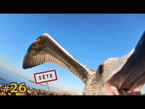 A seagull steals my camera, and we visit Sète - #26