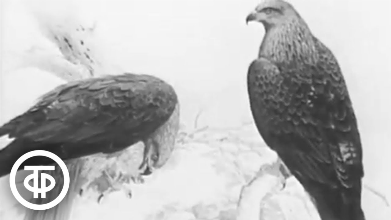 Черный коршун. Документальный фильм (1987) - YouTube