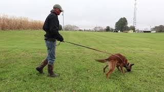 Troubleshooting issues with Belgian Malinois Tracking
