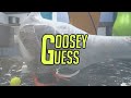 Goosey Guess Official Game Trailer - Available on #keymailer