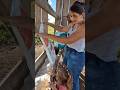 hard working day salty food distribution part 6 | Tatiane Dairy Farm | #shortsfeed #viral #farming
