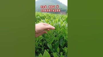 Toàn Cảnh Đồi Chè Tân Cương Thái Nguyên Vụ Đông