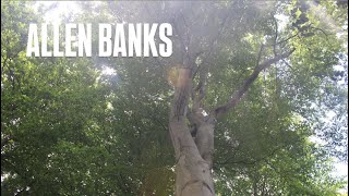 National Trust Allen Banks: A Three Minute Wander