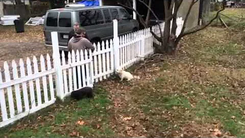 Dogs in yard