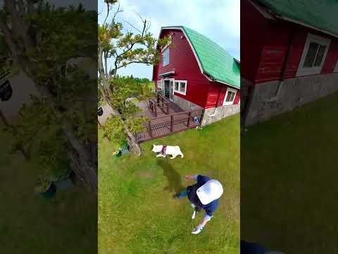 秋田犬TAM：町村農場ミルクガーデンのベンチに座って食べるソフトクリーム最高です‼️🤗✨✨🍦🍦