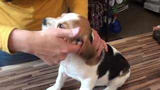 Comment nettoyer l'oreille de son Beagle (Elevage du Clos du Bonheur)