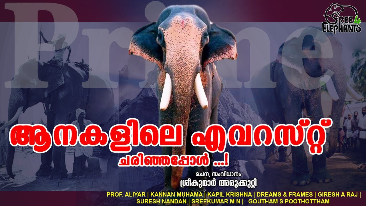 ഏറ്റവും അധികം മയക്കുവെടി മേടിച്ച ഏറ്റവും വലിയ ഉയരക്കേമൻ,  Final journey of the tallest Tusker..!