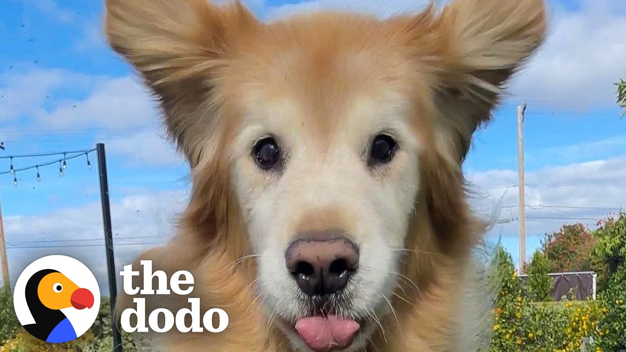 Старший Голден не может сдержать своего волнения от жизни | Додо