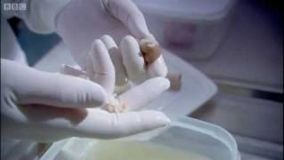 Dissolving A Body - Horizon - Bbc