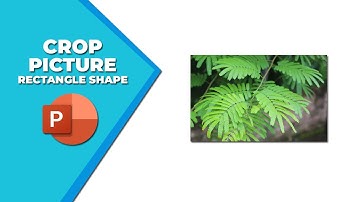 How to crop an image into a rectangle shape in PowerPoint