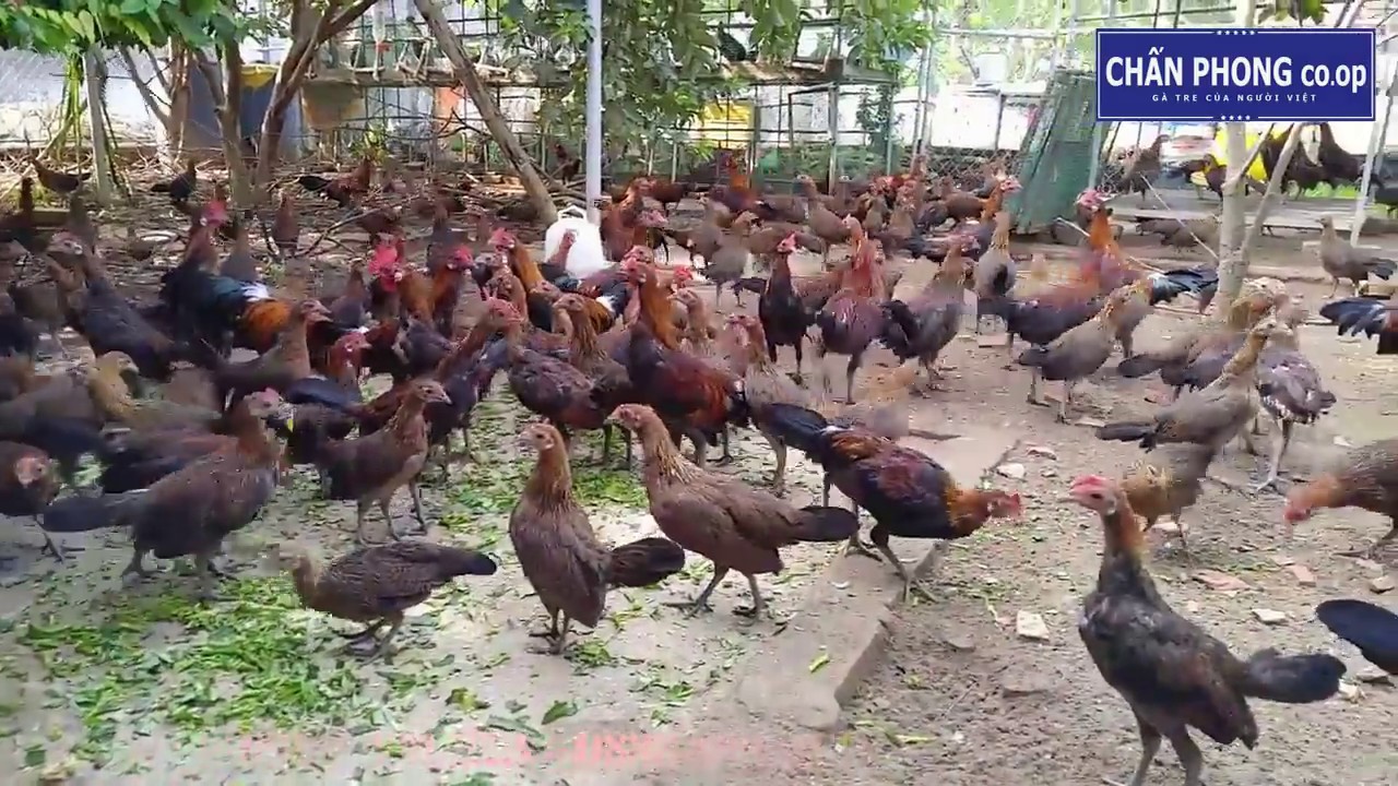 gà tre rừng - ga tre rung - gà tre chấn phong - chanphong.vn - YouTube