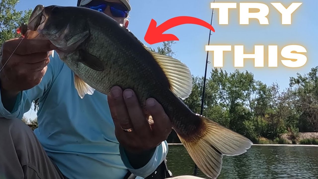 Zoom Motor Oil Worms: Catching Summer Bass 