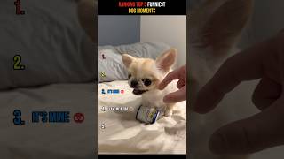 🐶 Top 5 Funniest Dog Moments 😹 #shorts #dogs #funnydogs #fyp