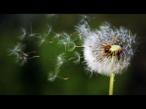 Video: Kako Naročiti Cvetje