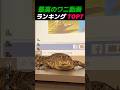 最高のワニ動画ランキング