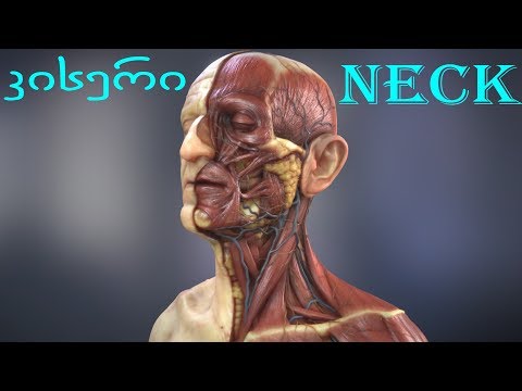 კისერი 3D-Neck Anatomy 3D