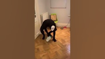 Why did I make this #pathologic #pathologic2