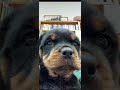 cute dog pictures