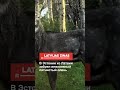 В Эстонии из Латвии забрел инвазивный пятнистый олень