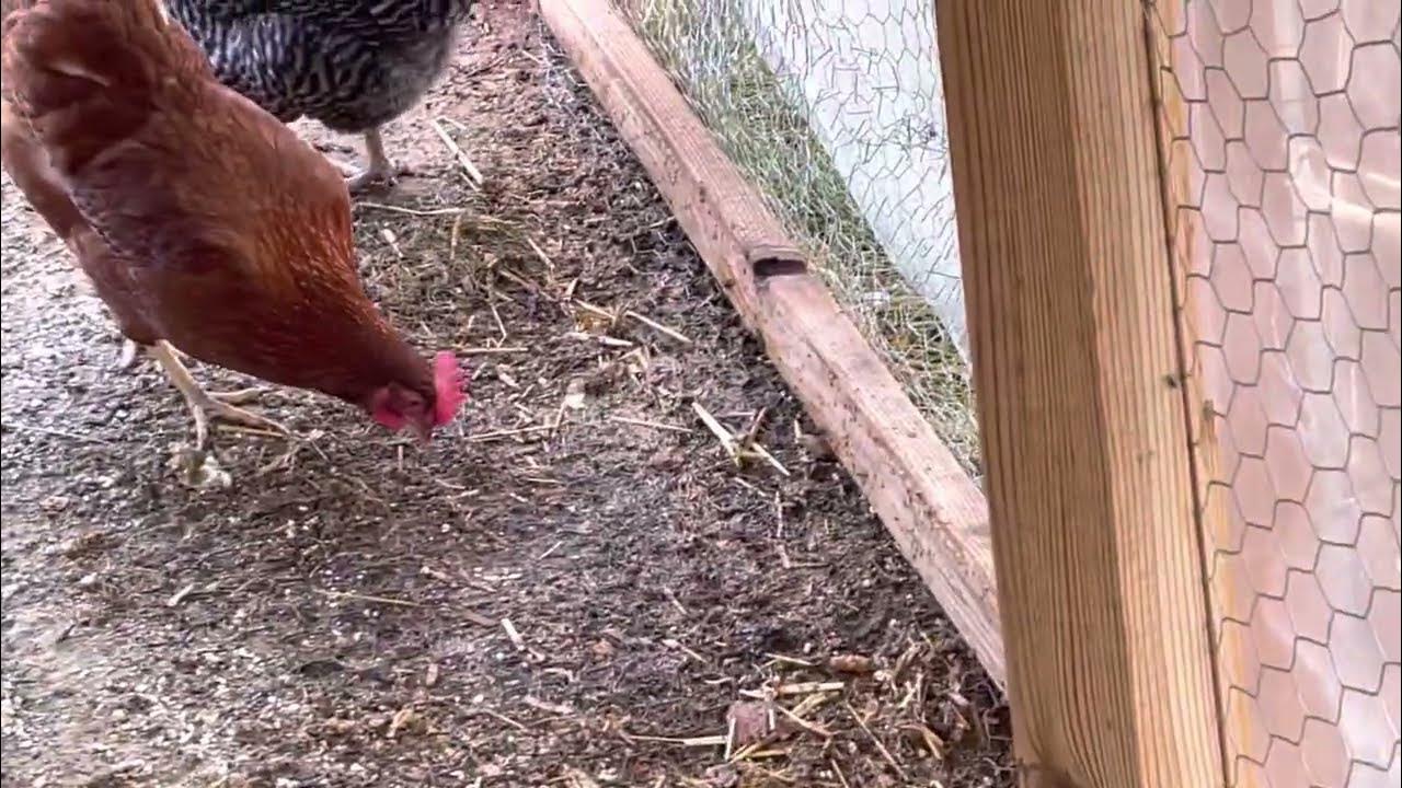 Coop Cleaning for Odor Control! Chickens 10 YouTube