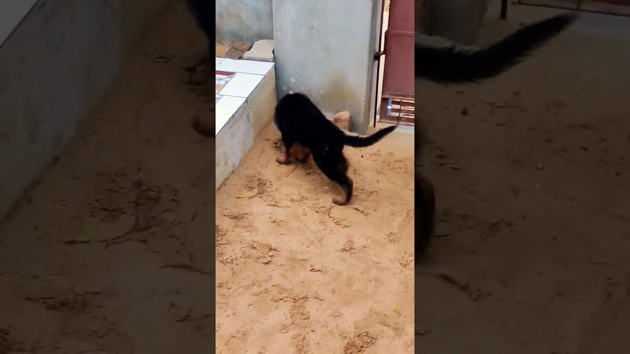 German Shepherd long coat puppy 🥰🥰 YouTube