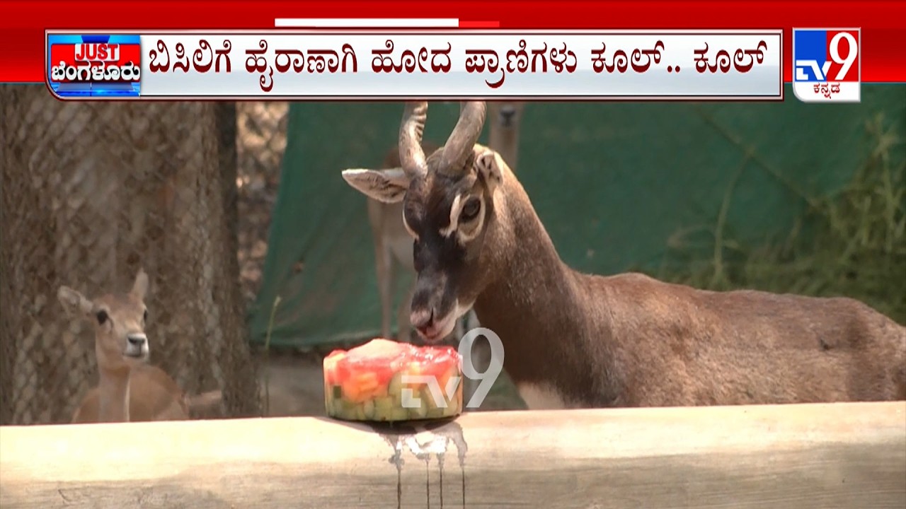 Bannerghatta National Park: ಕಲ್ಲಂಗಡಿ, ಐಸ್​ಕ್ಯಾಂಡಿ ತಿಂದು ಪ್ರಾಣಿಗಳು ಫುಲ್ ಖುಷ್