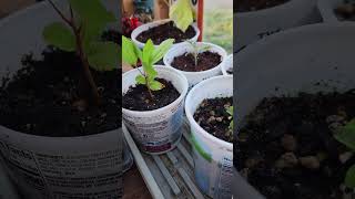 Grow Apple Trees From Seeds