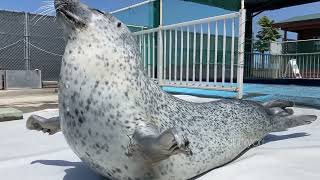 This Agile Beast Of The Sea Has Perfect Balance