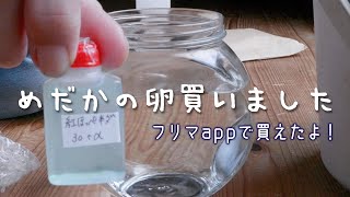 メダカは卵がお得！〜フリマappで買いました by あさりおん 1,085 views 9 months ago 9 minutes, 4 seconds