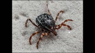 Tropische Riesenzecke Hyalomma-Zecke Hat Wohl In Deutschland Überwintert