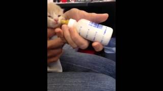 Newborn kitten bottle feeding by swaddling