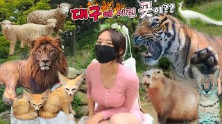 힐링여행 대구편 대구에 이런 곳이? 가족과 함께 가볼 만한 곳 네이처파크 Daegu Healing Trip