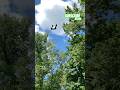 ARRMA KRATON EXB Triple Backflip off MEGA Ramp #shorts #m2cracing #rccar