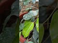 care of green plants#video #green#earth digging for plant growth#youtubeshorts