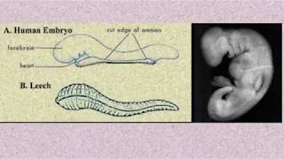 Science and Islam  Man is created from Alaq