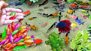 MENANGKAP IKAN HIAS SUPER LANGKA DI KOLAM RAHASIA!"
