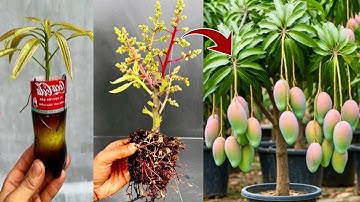 How to propagating mango trees from cuttings using coca cola get 100% fast results