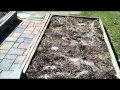 Tomatoes and cuccumbers in raised planter boxes Tomatoes and cuccumbers in raised planter boxes