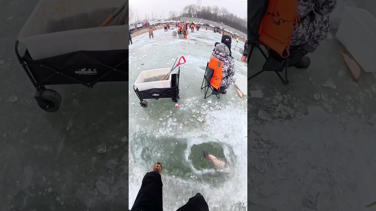 Huge bighead fish hunting by hook fishing.