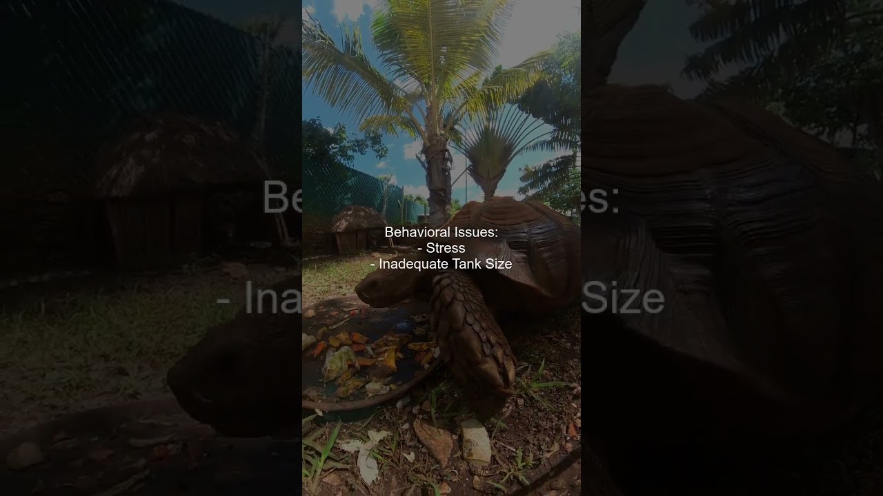 What are common behavioral issues in Red-Eared Slider Turtles?