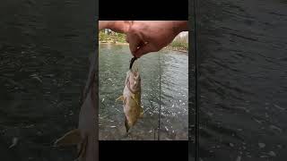 First Fish Of The Day