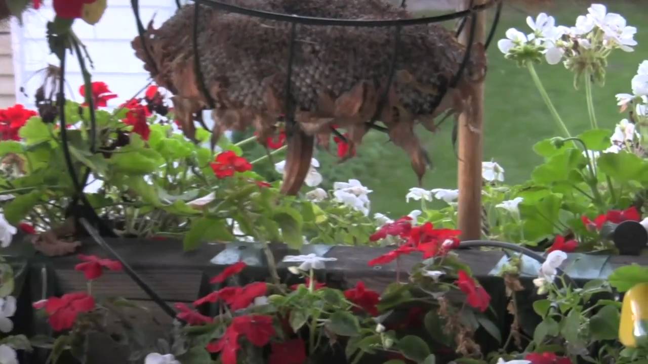 Quick glimps of a Green Bay humming bird.