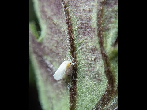 Vídeo: Garden Pests Whiteflies: controlando moscas brancas no jardim