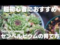【多肉植物】初心者の方にもおすすめの多肉！センペルビウムの育て方を紹介します！